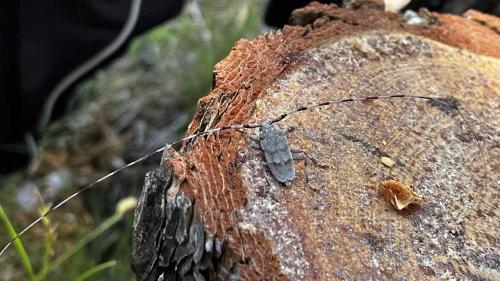 Réf. 323 843 : Acanthocinus aedilis